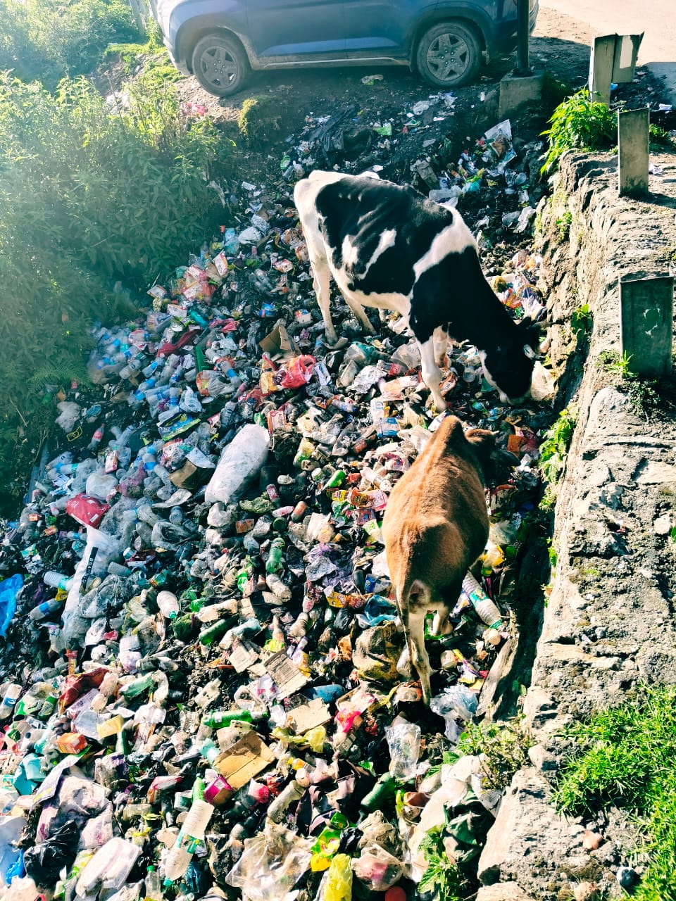 🌍 World Environment Day 2025: Beat Plastic Pollution